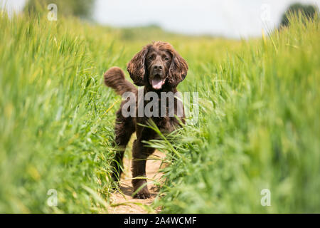 Chien se tenait dans l'herbe haute Banque D'Images