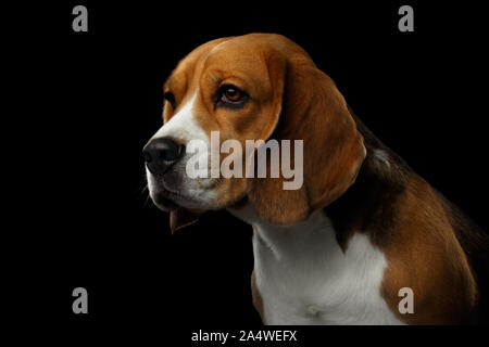 Closeup Portrait de chien beagle l'air triste isolé sur fond noir, vue de profil Banque D'Images