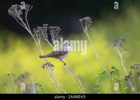 Mâle adulte, la Fauvette grisette (Sylvia communis) sur une branche sur un medow fleuri en été Banque D'Images