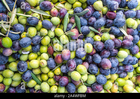 Caisses en plastique remplis d'olives récoltées à partir d'oliviers Banque D'Images