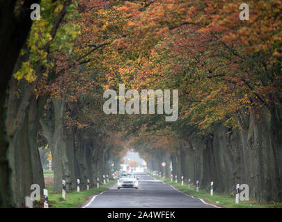 16 octobre 2019, le Brandebourg, Bernau/Ot Birkholz : une voiture dans le district de Barnim sous le feuillage d'automne des arbres d'avenue dans la pluie avec croisement sur la route de campagne. L 312 Photo : Soeren Stache/dpa-Zentralbild/ZB Banque D'Images