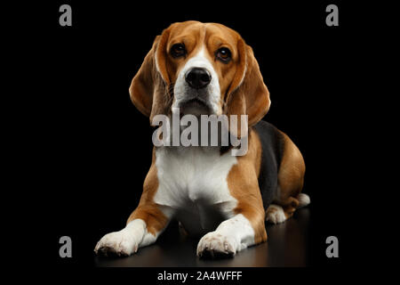 Chien Beagle pure race, de mentir et à la caméra en isolé sur fond noir, front view Banque D'Images