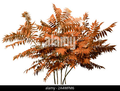 Décoration plante sauvage. Bush de branches feuillues. Bush de feuillage isolé sur fond blanc. Plante colorée en automne . Masque de découpe de haute qualité. Banque D'Images