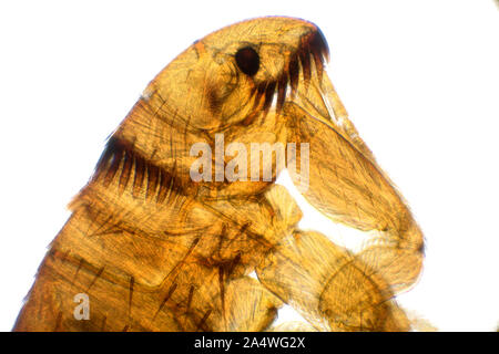 , La puce du chat Ctenocephalides felis, portrait, UK, prises à l'aide de microscope, éclairage de champ blanc Banque D'Images