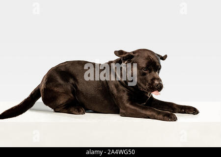 Fatigué après une bonne marche. Chien labrador retriever chocolat est assis et bâiller en studio. De l'animal. Chiot drôle sur fond blanc. Banque D'Images