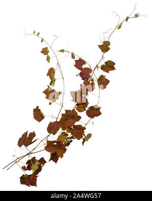 Lierre avec feuillage rouge en automne. Plante grimpante isolé sur fond blanc. Feuilles de vignes sauvages. Masque de haute qualité pour les professionnels de la composition. Banque D'Images