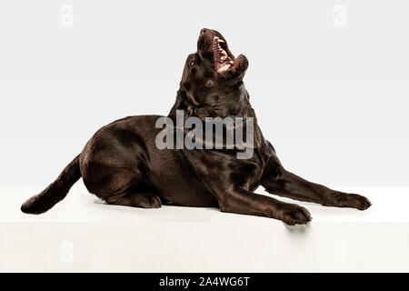 Fatigué après une bonne marche. Chien labrador retriever chocolat est assis et bâiller en studio. De l'animal. Chiot drôle sur fond blanc. Banque D'Images