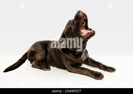 Fatigué après une bonne marche. Chien labrador retriever chocolat est assis et bâiller en studio. De l'animal. Chiot drôle sur fond blanc. Banque D'Images