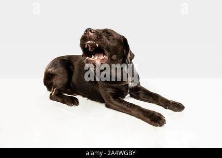 Fatigué après une bonne marche. Chien labrador retriever chocolat est assis et bâiller en studio. De l'animal. Chiot drôle sur fond blanc. Banque D'Images