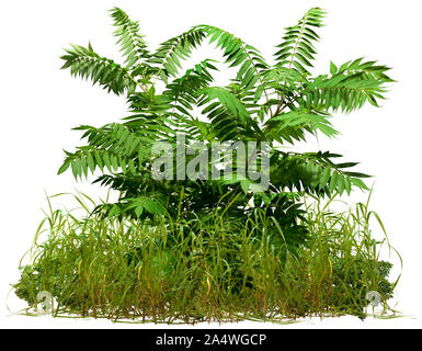 Découpe des plantes sauvages. Mélange d'herbe et le feuillage vert isolé sur fond blanc. Bush d'herbe verte et plante feuillue. Masque de découpe de haute qualité. Banque D'Images