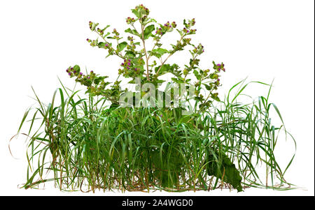 Découpe des plantes sauvages. Mélange d'herbe et de fleurs sauvages isolé sur fond blanc. Bush d'herbe verte et le chardon. Masque de découpe de haute qualité. Banque D'Images