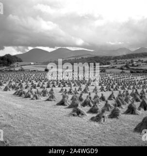 Années 1950, historiques, traditionnelles petites balles de paille, wigwam en forme, en rangées sur un champ sur le paysage vallonné du comté d'Antrim, Irlande du Nord, avec ses montagnes et collines au loin. Banque D'Images