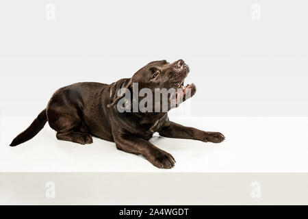 Fatigué après une bonne marche. Chien labrador retriever chocolat est assis et bâiller en studio. De l'animal. Chiot drôle sur fond blanc. Banque D'Images