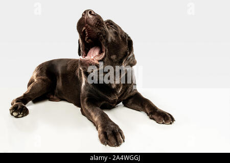 Fatigué après une bonne marche. Chien labrador retriever chocolat est assis et bâiller en studio. De l'animal. Chiot drôle sur fond blanc. Banque D'Images