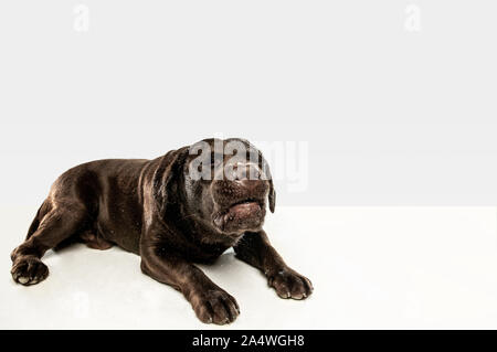 Fatigué après une bonne marche. Chien labrador retriever chocolat est assis et bâiller en studio. De l'animal. Chiot drôle sur fond blanc. Banque D'Images