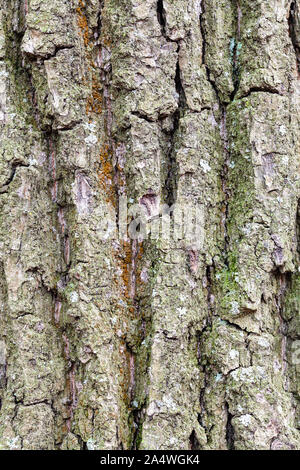 Texture naturelle - l'écorce et la mousse rainurée sur le vieux tronc d'arbre de chêne (Quercus robur) close up Banque D'Images