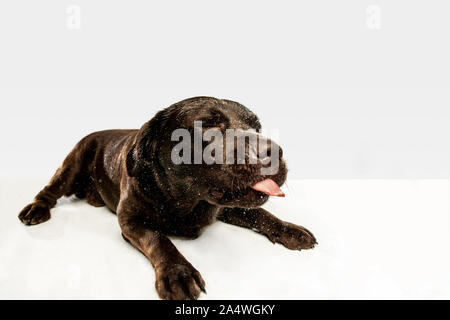 Fatigué après une bonne marche. Chien labrador retriever chocolat est assis et bâiller en studio. De l'animal. Chiot drôle sur fond blanc. Banque D'Images