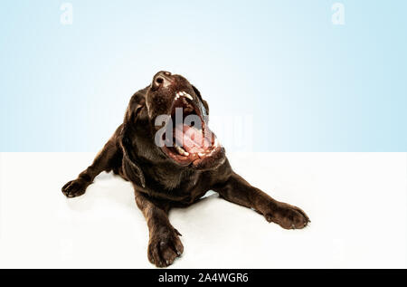 Fatigué après une bonne marche. Chien labrador retriever chocolat est assis et bâiller en studio. De l'animal. Chiot drôle sur fond blanc. Banque D'Images