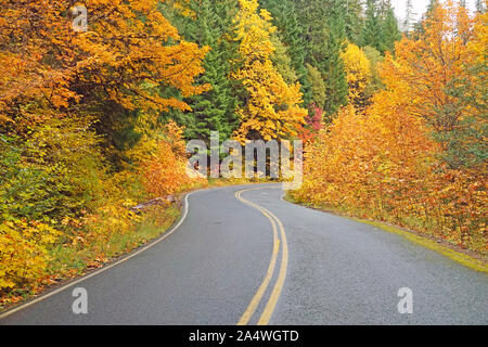 Vine Maple Leaves or tournant en octobre dans les montagnes Cascades du centre de l'Oregon. Banque D'Images