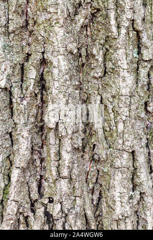 Texture naturelle - écorce rainurée sur vieux tronc de peuplier (Populus nigra) close up Banque D'Images