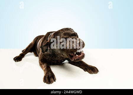 Fatigué après une bonne marche. Chien labrador retriever chocolat est assis et bâiller en studio. De l'animal. Chiot drôle sur fond blanc. Banque D'Images