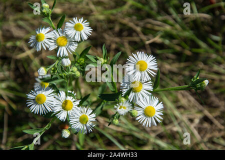 Les petites marguerites blancs moelleux dans le jardin, les fleurs sauvages sur le terrain parmi l'herbe verte, scène d'automne, fleurs jaune et blanc Banque D'Images