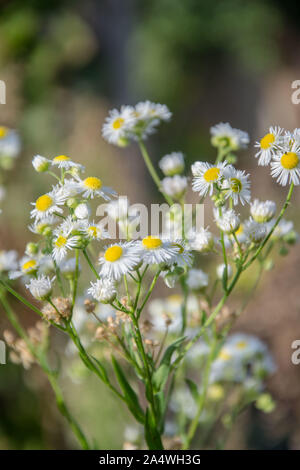 Les petites marguerites blancs moelleux dans le jardin, les fleurs sauvages sur le terrain parmi l'herbe verte, scène d'automne, fleurs jaune et blanc Banque D'Images