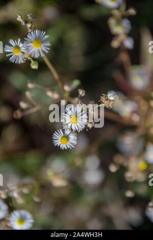 Les petites marguerites blancs moelleux dans le jardin, les fleurs sauvages sur le terrain parmi l'herbe verte, scène d'automne, fleurs jaune et blanc Banque D'Images