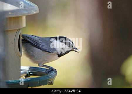 Portrait d'un de Gambel, d'alimentation d'une mangeoire, dans la chaîne des Cascades de centre de l'Oregon. Banque D'Images