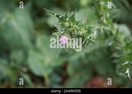 Fleur pourpre et des feuilles de la plante Carduus pycnocephalus Banque D'Images