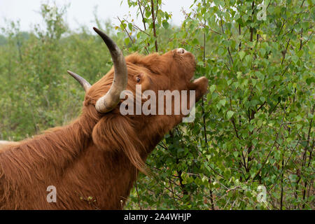 Highland cattle, Hothfield Heathlands, Kent UK, utilisé pour le pâturage de conservation pour maintenir les habitats sauvages, se nourrissant d'arbustes, Kyloe, boeuf, Banque D'Images