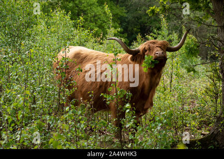 Highland cattle, Hothfield Heathlands, Kent UK, utilisé pour le pâturage de conservation pour maintenir les habitats sauvages, se nourrissant d'arbustes, Kyloe, boeuf, Banque D'Images