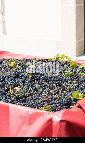 Frais coupé et récolté le raisin de Primitivo. Temps de récolte de raisin pourpre. dans des encadrés à primitivo winery à Manduria, Italie Banque D'Images