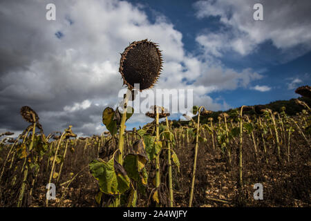 Libre de mûres séchées Tournesol, champ de tournesol dans la France rurale au début de l'automne Banque D'Images