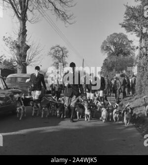 Les années 1950, historiques, chassent les maîtres avec des beagies une route rurale, sur une route devant la maison publique de Harrow à Bishopstone, Buckinghamshire, Angleterre, Royaume-Uni. Banque D'Images