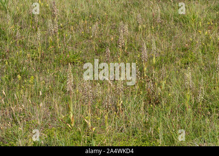 Orchidée, Himantoglossum hircinum, Sandwich, Kent UK, vert-blanc avec une torsion/long labelle enroulé, montrant beaucoup d'orchidées de l'habitat, de plus en plus Banque D'Images