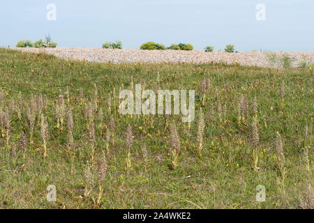Orchidée, Himantoglossum hircinum, Sandwich, Kent UK, vert-blanc avec une torsion/long labelle enroulé, montrant beaucoup d'orchidées de l'habitat, de plus en plus Banque D'Images