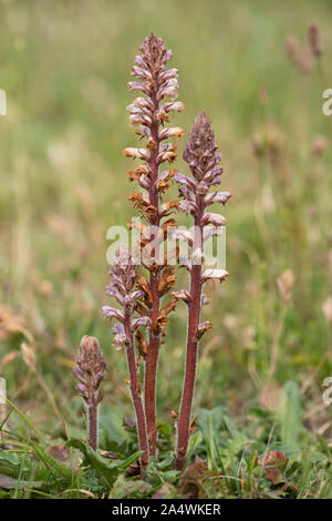 L'Orobanche Orobanche rapum, plus-genistae, Sandwich, Kent UK, holoparasitic d'angiospermes appartenant au genre Orobanche ; plantes t non photosynthétiques Banque D'Images