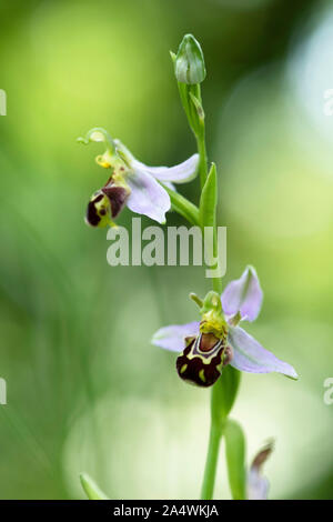 L'orchidée abeille, Ophrys apifera, Tyland Barn, Kent Wildlife Trust, Kent, Royaume-Uni Banque D'Images