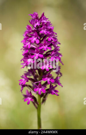 L'Orchidée Anacamptis pyramidalis, pyramide, Lullingstone Country Park, Kent UK Banque D'Images