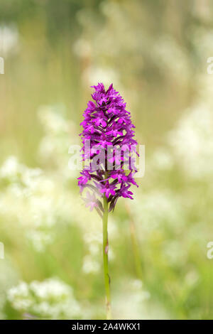 L'Orchidée Anacamptis pyramidalis, pyramide, Lullingstone Country Park, Kent UK Banque D'Images