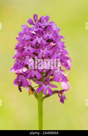 L'Orchidée Anacamptis pyramidalis, pyramide, Lullingstone Country Park, Kent UK Banque D'Images