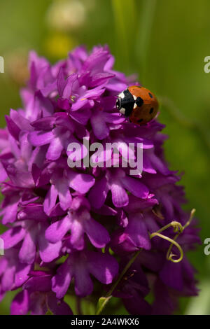 L'Orchidée Anacamptis pyramidalis, pyramide, Lullingstone Country Park, Kent UK, avec coccinelle sur flowerhead Banque D'Images