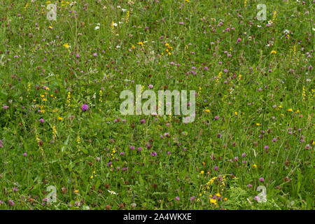 Wild Flower meadow, Lullingstone Country Park, Kent UK Banque D'Images