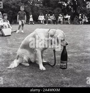 1967, historique, un chien labrador retriever léchant le dessus d'une bouteille de cidre à l'extérieur dans un champ à une fête, Angleterre, Royaume-Uni. Banque D'Images