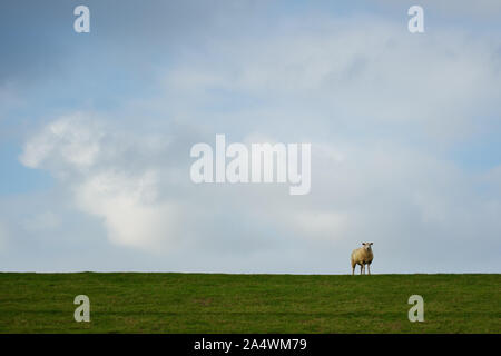 Hooksiel, Allemagne. 16 Oct, 2019. Un mouton se dresse sur un dyke sous un ciel nuageux. Credit : Gregor Fischer/dpa/Alamy Live News Banque D'Images