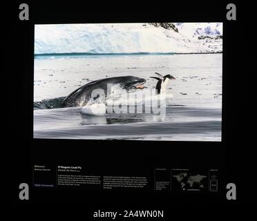 Photographe de la faune de l'année au Musée d'histoire naturelle , , Londres , Angleterre , Royaume-Uni . Photographe de la faune de l'année est la vitrine du musée d'histoire naturelle pour la meilleure photographie de la nature .l'exposition au Musée d'Histoire Naturelle ouvre le vendredi 18 octobre 2019 . La réservation est fortement recommandé, en particulier pour les week-ends qui ont tendance à se vendre . Cette année, le concours a attiré plus de 48,000 inscriptions de professionnels et amateurs à travers 100 pays . Le concours 2020 s'ouvre lundi 21 octobre et se termine à 11h30 le 12 décembre 2019 . Banque D'Images