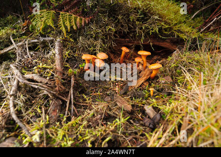 Faux Les Chanterelles ou Hygrophoropsis aurantiaca fructification une saprophagic légèrement les champignons vénéneux qui se nourrit de bois pourri Banque D'Images