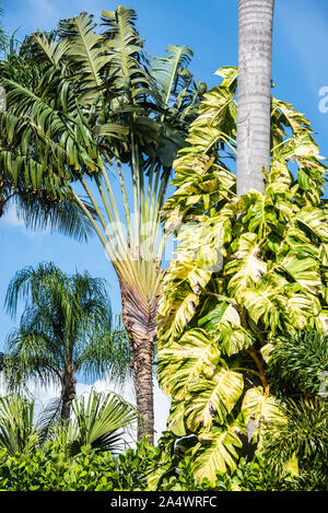 Une variété de palmiers, dont un ayant la forme d'un palmier des voyageurs (Ravenala madagascariensis) près de la piste du lac de Palm Beach à Palm Beach, en Floride. (USA) Banque D'Images
