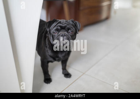Le Pug Noir Debout Sur Le Feuillage Dautomne Brun Banque D